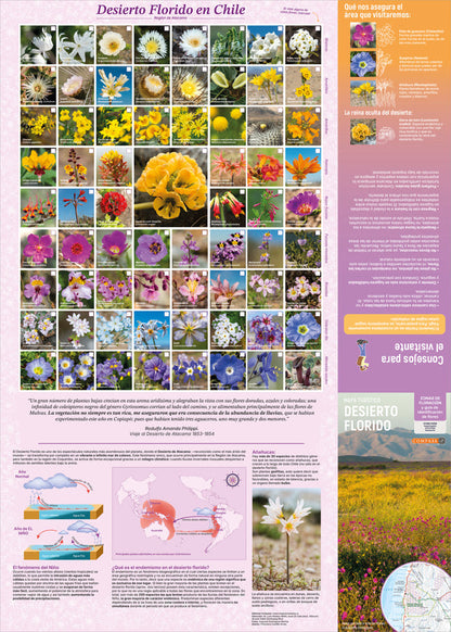 Mapa Desierto Florido