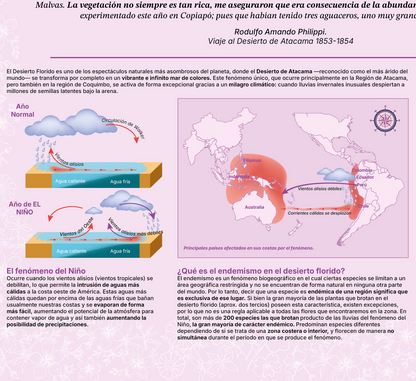 Mapa Desierto Florido